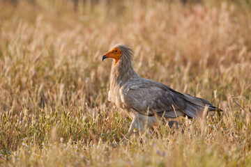 Egyptian vulture, Neophron percnopterus, big bird of prey sitting on the stone in nature habitat, Madzarovo, Bulgaria, Eastern Rhodopes. White vulture with yellow bill. Bird of prey in the wild nature