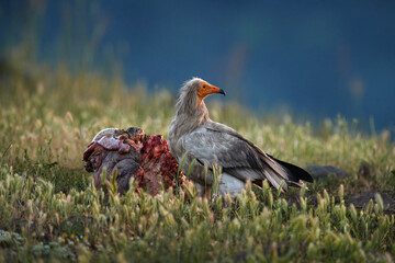 Egyptian vulture, Neophron percnopterus, big bird of prey sitting on the stone in nature habitat, Madzarovo, Bulgaria, Eastern Rhodopes. White vulture with yellow bill. Bird of prey in the wild nature