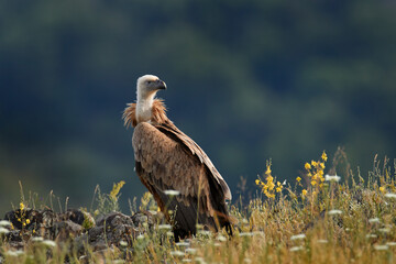 Griffon Vulture, Gyps fulvus, big birds of prey sitting on rocky mountain, nature habitat, Madzarovo, Bulgaria, Eastern Rhodopes. Wildlife from Balkan. Wildlife scene from nature. Blue flower on rock.