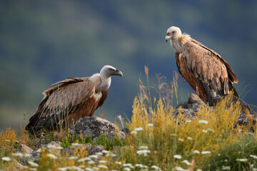 Griffon Vulture, Gyps fulvus, big birds of prey sitting on rocky mountain, nature habitat, Madzarovo, Bulgaria, Eastern Rhodopes. Wildlife from Balkan. Wildlife scene from nature. Blue flower on rock.