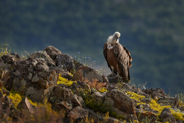 Griffon Vulture, Gyps fulvus, big birds of prey sitting on rocky mountain, nature habitat, Madzarovo, Bulgaria, Eastern Rhodopes. Wildlife from Balkan. Wildlife scene from nature. Blue flower on rock.