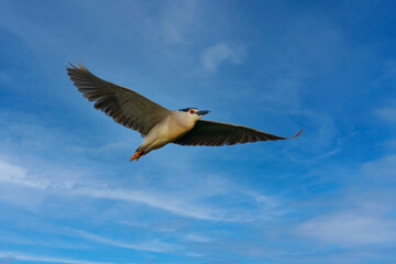 Bird fly. Heron flight, spring time with blue sky. Night heron, Nycticorax nycticorax, animal in the nature habitat, Germany. Bird in the nature habitat, Europe wildlife.