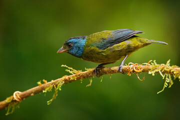 Moss-backed tanager, Bangsia edwardsi, tropic bird sitting on the moss branch in the na nature habitat, Mindo in Ecuador. Blue black tanager in the jungle forest. Birdwatching in South America.