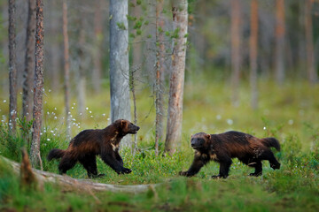 Russia wildlife. Wolverine running  with catch in taiga. Wildlife scene from nature. Rare animal from north of Europe. Wild wolverine in summer grass. Wildlife Europe.