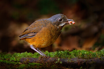 Moustached antpitta, Grallaria alleni, bird family Grallariidae, from Colombia, Ecuador and far northern Peru. Antpitta in the nature tropic forest habitat, San Isidro, Ecuador. Brown bird.