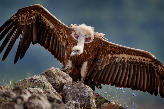 Griffon Vulture, Gyps Fulvus, Big Birds Of Prey Sitting On Rocky Mountain, Nature Habitat, Madzarovo, Bulgaria, Eastern Rhodopes. Wildlife From Balkan. Wildlife Scene From Nature. Blue Flower On Rock.