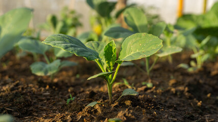 seedling growing in the garden