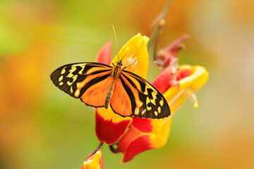 Heliconius ismenius, butterfly  in nature habitat. Nice insect from Costa Rica in the green forest. Butterfly sitting on the leave from Panama. Wildlife in the forest, tropic nature.