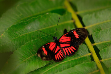 Fototapeta na wymiar Postman Butterfly, Heliconius melpomene, from Mexico in the nature habitat. Nice insect from Panama in the green forest. Butterfly sitting on the red flower from Central America.