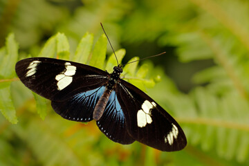Heliconius doris, Doris longwing,  butterfly from Costa Rica in Central America. Heliconius, beautiful insect sitting on the green leave in the nature. Butterfly, wildlife nature.