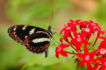 Heliconius atthis, the false zebra longwing, butterfly on the red flower bloom, Costa Rica....