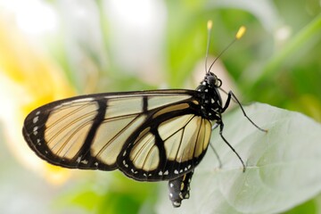 Methona confusa, Giant glasswing, butterfly sitting on the green leave in the nature habitat, Ecuador
