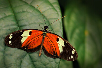 Fototapeta na wymiar Heliconius melpomene, the postman butterfly from Costa Rica. Black and orange butterfly on the green leaves in the tropic forest. Sunny day, wildlife nature. Beautiful insect in the jungle.