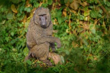 Olive baboon, Papio anubis, in the green vegetation, Kibale Forest in Uganda, Africa. Anubis baboon...