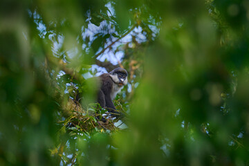 Red-tailed monkey Schmidt's guenon, Cercopithecus ascanius, sitting on tree in nature forest...