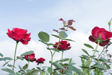 Fototapeta premium A group of rose flowers blooms in cloud haze, fog background.