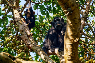 Chimpanzee, Pan troglodytes, on the tree in Kibale National Park in Uganda, dark forest. Black monkey in the nature habitat, Uganda in Africa. Chimpanzee in habitat, wildlife nature. Monkey primate.