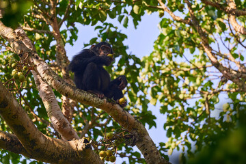 Chimpanzee, Pan troglodytes, on the tree in Kibale National Park in Uganda, dark forest. Black monkey in the nature habitat, Uganda in Africa. Chimpanzee in habitat, wildlife nature. Monkey primate.