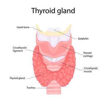 Anatomy of the thyroid and trachea. Human body organs anatomy icon. Medical concept.