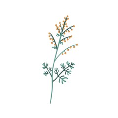 Mugwort plant. Sagebrush floral herb with flowers and leaves. Botanical drawing of wild field wormwood. Botany flat vector illustration of blooming Artemisia isolated on white background