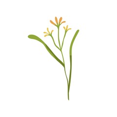Gagea lutea flower. Yellow Star-of-Bethlehem plant. Blooming floral herb. Botanical drawing of wild field flora on stem with leaf. Flat vector illustration isolated on white background