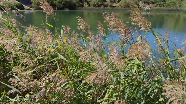 Planta herb&aacute;cea Phragmites a la orilla y ribera de la laguna de U&ntilde;a en Cuenca, Espa&ntilde;a