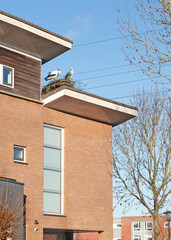 Stork in the nest on the roof of a modern house - Concept of pregnancy