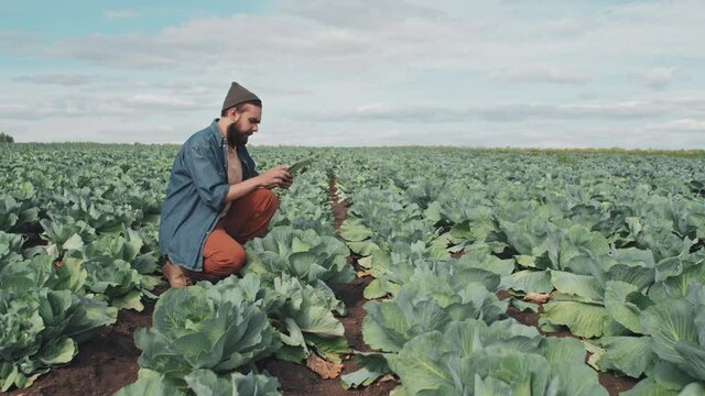 Young man with beard on face checking quality and health of cabbage growing on farm and making notes on digital tablet