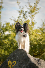 Puppy of papillon is standing on the rock in summer nature. She is so pretty dog.