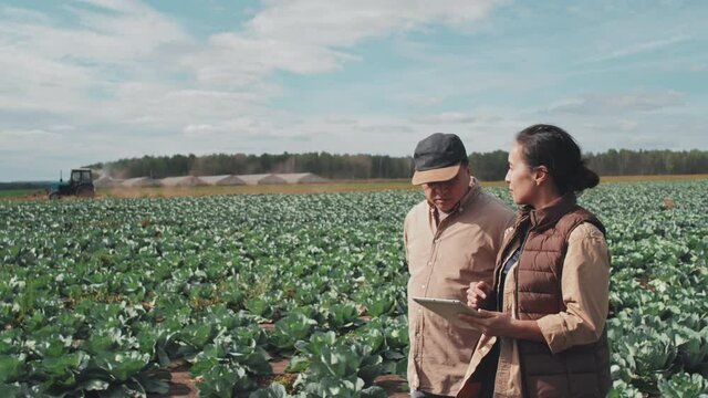 Mature man and young adult woman walking along cabbage farm field discussing planning issues, medium shot