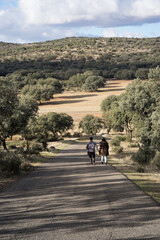 Fototapeta premium A couple walking down a tarmac road through tree covered low hills of La Mancha region in Spain vertical