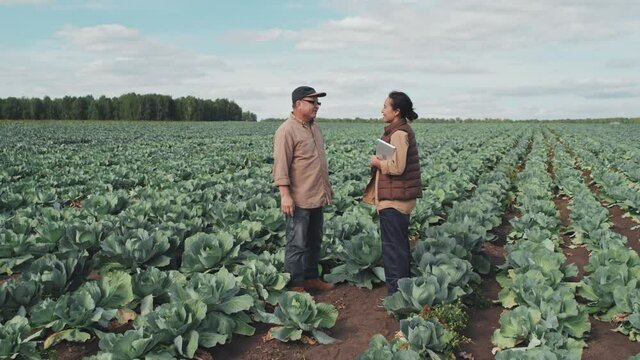 Long shot footage of two farm workers standing together on cabbage field making agreement and shaking hands