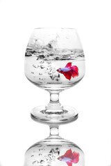 Colorful Fighting fish in a wine glass.
