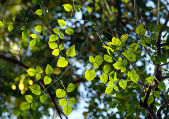 green leaves in the sun