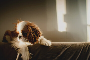 Portrait of a cute baby King Charles Spaniel