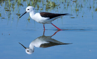 Black winged stilt standing in water. The black-winged stilt is a widely distributed very long-legged wader in the avocet and stilt family. Himantopus himantopus.