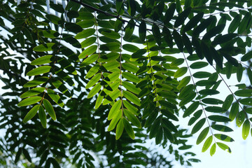 green leaves background