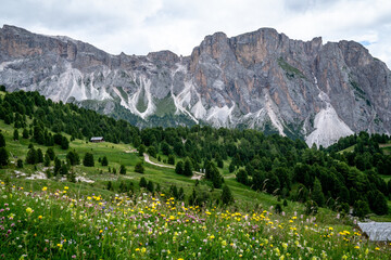 Blooming flowers in the dolomites