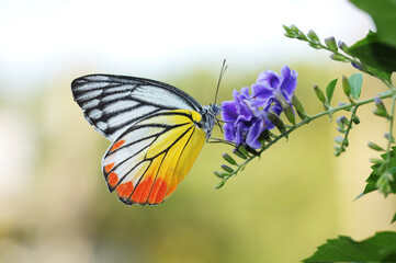 butterfly on a flower