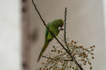 Rose-ringed Parakeet (Psittacula krameri) feeding on a tree branch