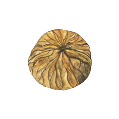 Watercolor walnut seed isolated on a white background. Hand drawing illustration. Perfect for food design, print, sticker.