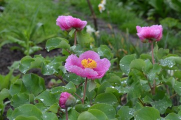 Blooming wild peony, scientific name Paeonia dahurica
