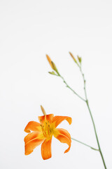 orange large lily flower on a white background. place for the inscription. The concept of interior and home items.