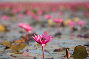 Lake of pink lotus (Sea of red lotus Thailand )