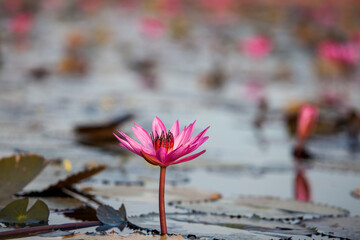 Lake of pink lotus (Sea of red lotus Thailand )