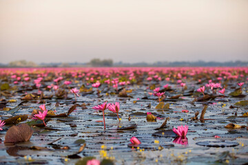 Lake of pink lotus (Sea of red lotus Thailand )
