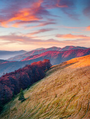 Obraz premium Yellow slopes in Carpathian mountains. Colorful autumn sunrise in mountain valley. Beauty of nature concept background..