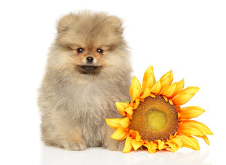 Pomeranian puppy sits near a sunflower