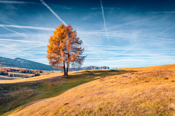 Orange larch tree on the Alps hill. Superb autumn view of Alpe di Siusi mountain plateau. Colorful...