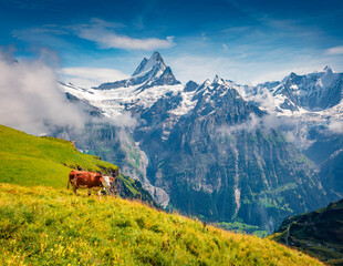Cattle on a mountain pasture. Amazing morning view of Bernese Oberland Alps, Grindelwald village...